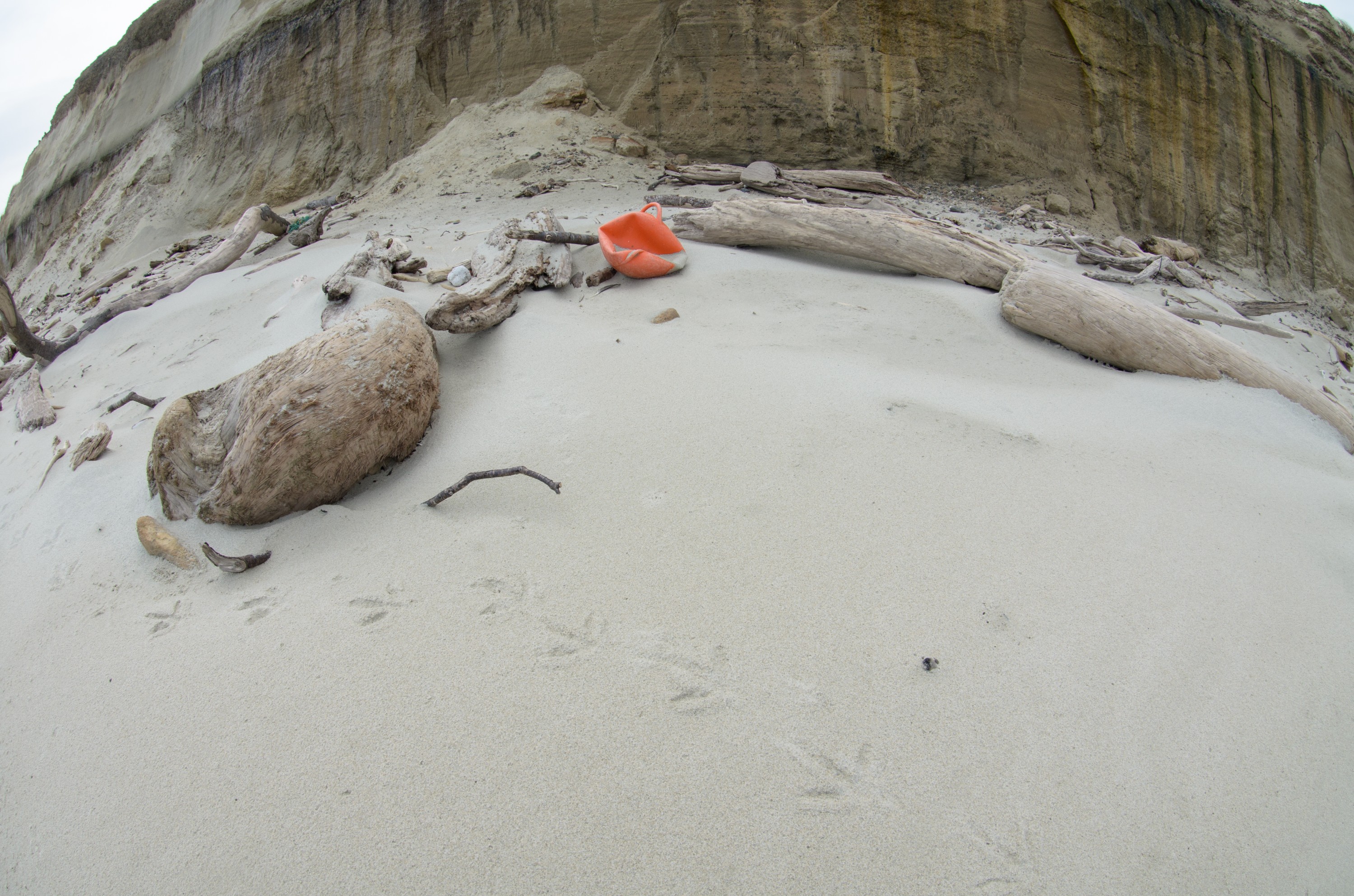 DSC_2026 – Adventure, Bay, Crispin, Island, March 2017, Mason, Mason Bay, National Park, New, New Zealand, Rakiura, South, Stewart, Zealand